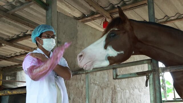 Male veterinarian performs horse health check while wearing long gloves reach the shoulders examining reproductive system rectum ensure safety both animal practitioner reducing disease transmission.