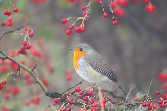 Perched on a branch among bright red hawthorn berries. Wild bird, ornithology, nature.