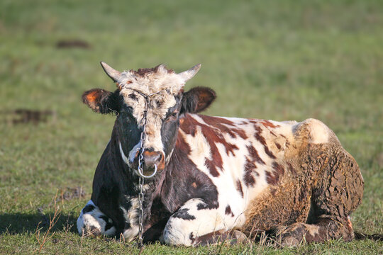A black-and-white bull with horns rests on a green pasture, tethered with a metal chain halter and a nose ring.