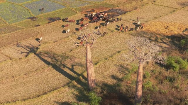 Aerial view of baobabs and cattle grazing in fields with herders in Morondava, Menabe, Madagascar.