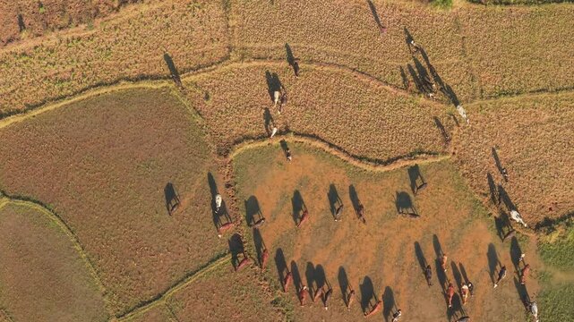 Aerial view of cattle grazing in fields in the rural landscape of Morondava, Menabe, Madagascar.
