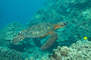 Green sea turtle swimming underwater off the coast of Hawaii © willtu