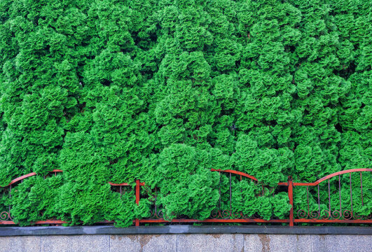 Evergreen hedge creates natural backdrop