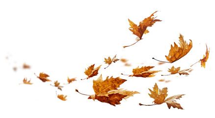Obraz premium leaf leaves isolated autumn winter season background falling fall platanus tree wid air w