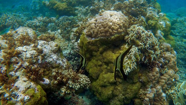 Pair of Longfin Batfish or Platax teira among stony coral formation covered in green moss. Dauin, Negros Island Region, Philippines