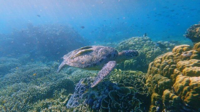 Green sea turtle (Chelonia mydas) with two live sharksucker remora (Echeneis naucrates) on its shell gliding over a coral reef, showcasing symbiosis and biodiversity. Dauin, Philippines