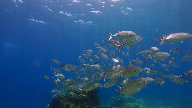 A school of bigeye trevally (Caranx sexfasciatus) swimming through the deep blue waters of the sea. Dauin, Negros Island Region, Philippines