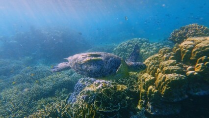 A green sea turtle (Chlonia mydas) with two live sharksucker (Echeneis naucrates) swims over a sunlit coral reef teeming with life. Dauin, Philippines © MarieXMartin