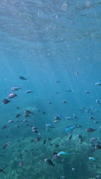 Numerous ternate chromis (Chromis ternatensis) and green chromis (Chromis viridis) in a feeding frenzy during a phytoplankton bloom in the expanse of the glittering blue water. Dauin, Philippines