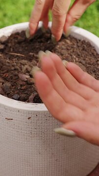 Vertical video. Woman Sows Tiny Brown Seeds by Hand into Prepared Soil in a White Pot, Starting New Plant Growth during Home Garden Renewal