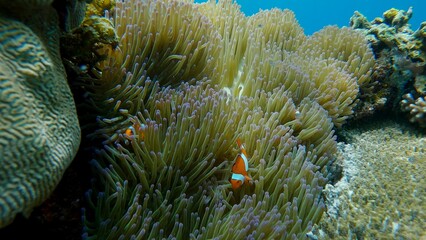 Ocellaris clownfish (Amphiprion ocellaris) inhabit an anemone amidst a colorful coral reef in a whimsical underwater scene. Dauin, Philippines © MarieXMartin
