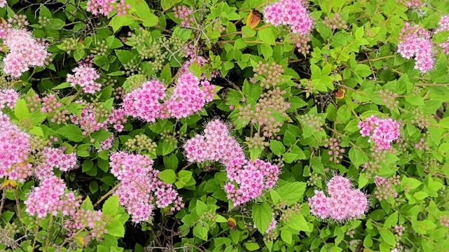 Bumblebee pollinating pink spirea flowers in summer garden