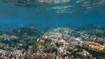 A breathtaking underwater scene of dense coral reef in clear shallow water showcasing a healthy ecosystem and biodiversity. Dauin, Philippines © MarieXMartin