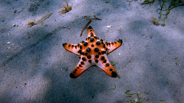 A close-up view of a chocolate chip starfish (Protoreaster nodosus) resting on the sandy sea floor. Dauin, Philippines