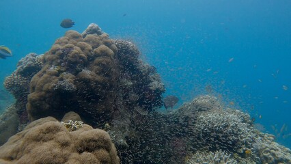 Coral reef filled with thousands of small fish hatchling during spawning breeding season creating a magical underwater scene. Dauin, Philippines © MarieXMartin