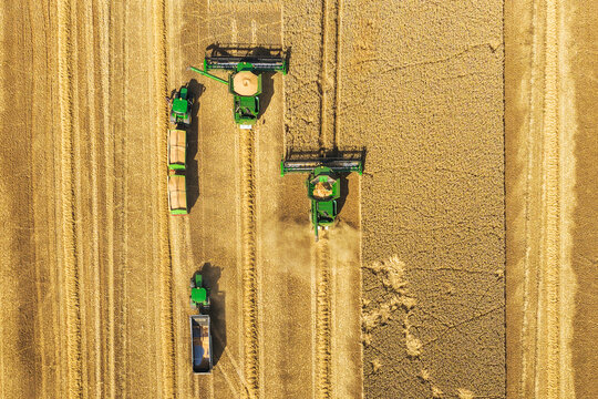 Aerial view of combine harvesters working in a golden wheat field with agricultural machinery and tractor trailers in Brussow Uckermark, Brandenburg, Germany.
