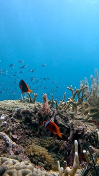 Pair of tomato clownfish swimming (Amphiprion frenatus) among corals with a school of ternate chromis (Chromis ternatensis) swimming by in the background. Dauin, Philippines