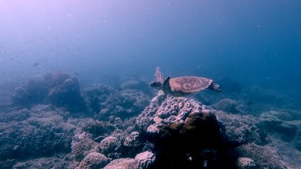 Wide view of a rare green sea turtle (Chelonia mydas) swimming over a coral reef with the soft light filtered in the hazy glittering water during a phytoplankton bloom. Dauin, Philippines © MarieXMartin