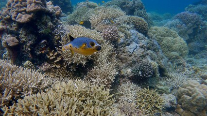 Blackspotted puffer (Arothron nigropunctatus) leisurely cruising along the vivid lush coral reef teeming with color and life. Dauin, Philippines © MarieXMartin