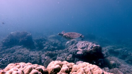Graceful green sea turtle (Chelonia mydas) gliding over coral reef in hazy plankton rich water, creating a mystical dreamy underwater scene. Dauin, Philippines © MarieXMartin