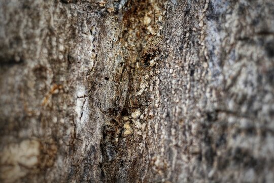 Closeup texture of tree bark. Pattern of natural brown tree bark background. Rough surface of trunk. Dirt skin of old maple wood trunk