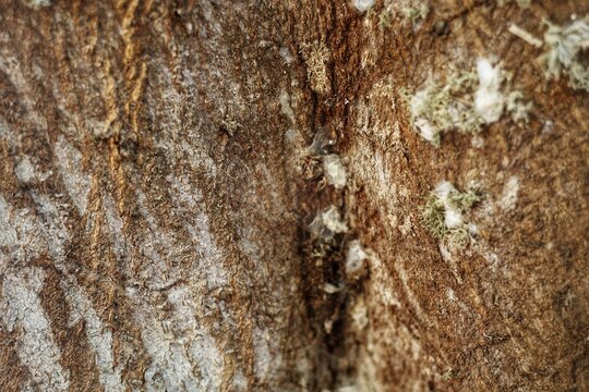 Closeup texture of tree bark. Pattern of natural brown tree bark background. Rough surface of trunk. Dirt skin of old maple wood trunk