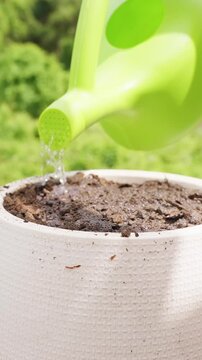 Vertical video. Water Pours from a Green Watering Can onto Freshly Sown Soil in a White Pot, Providing Essential Moisture for Seed Germination Outdoors