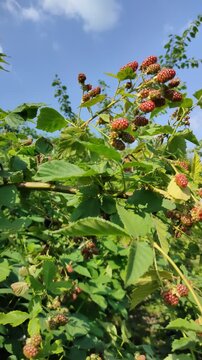 Low-angle outdoor scene with unripe blackberry clusters on thorny bramble canes beneath clear blue sky, showing natural garden growth, glossy fruit surfaces, serrated leaves, and bright daylight