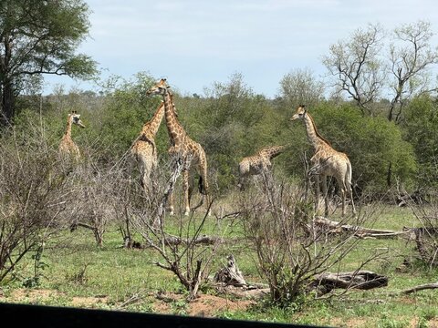 Several giraffes standing among trees and shrubs at Kruger National Park in Mpumalanga, South Africa