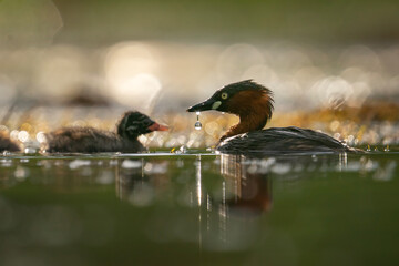 Little Grebe with Chick and a Water Droplet Hanging from Its Beak © jakkrit