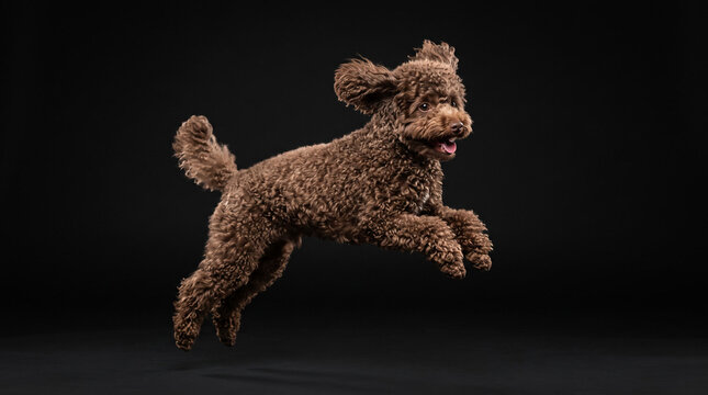 Brown poodle dog jumping in mid-air against black background.