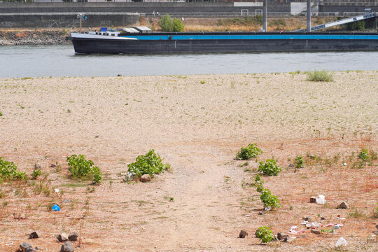 Low stream gauge of rhine river in D&uuml;sseldorf,Germany.Climate change,global warming concept,plants are conquering the former riverbed and ships can only operate with half of their cargo