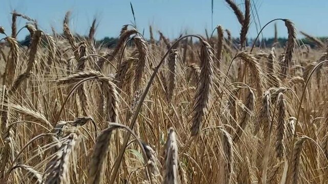 Golden wheat field swaying gently in the summer breeze under a clear blue sky