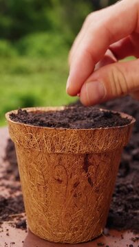 Vertical video. Hand Plants a Tiny Seed in Fertile Soil Inside a Biodegradable Coconut Fiber Pot Outdoors, New Life, Growth and Sustainable Gardening