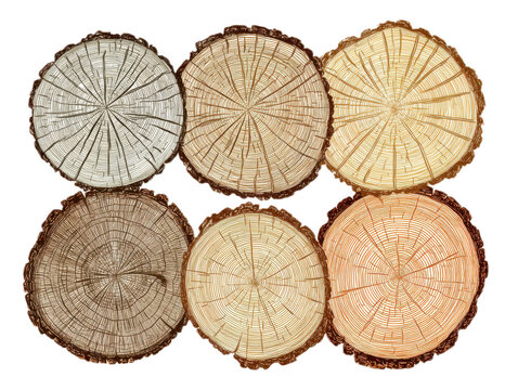 Six Wood Cross Sections with Detailed Tree Rings on White Background