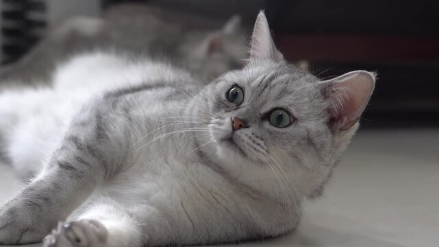 Adorable British shorthair cat relaxing on the ground with wide open curious eyes.