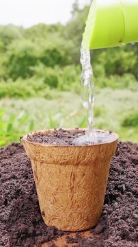 Vertical video. Water Pours From a Watering Can Into a Coconut Fiber Pot Filled With Soil Outdoors, Seed Hydration, Germination and Sustainable Gardening