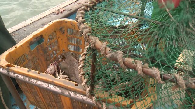 Korea fish trap fishing octopus crab eel rockfish seafood fishery ocean marine product 한국 통발 어업 문어잡이 게 문어 붕장어 우럭 해산물 수산물 바다 어장 어촌 수산업 생선 식재료