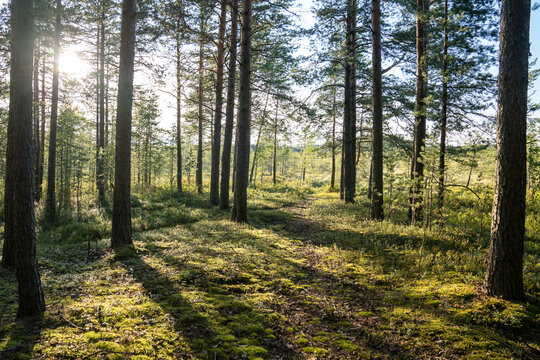 Walking narrow path through summer forest with rows of pines standing tall among trail. Footpath in woodland with green moss at sunset. Ecotourism. 