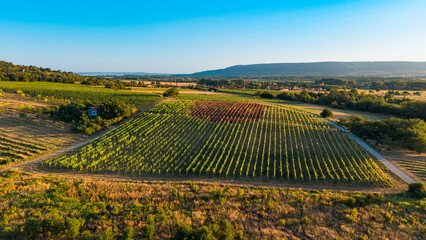 Obraz premium Aerial view of rectangular vineyard with green and reddish rows. Neatly ordered vines stretch across the rural landscape under a clear blue sky.