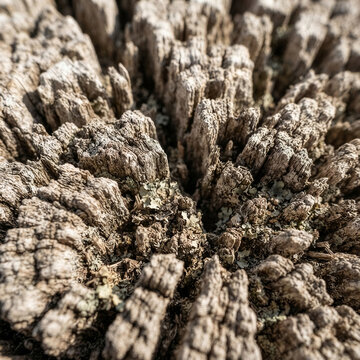 Deeply cracked and weathered tree stump bark texture