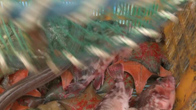 Korea fish trap fishing octopus crab eel rockfish seafood fishery ocean marine product 한국 통발 어업 문어잡이 게 문어 붕장어 우럭 해산물 수산물 바다 어장 어촌 수산업 생선 식재료