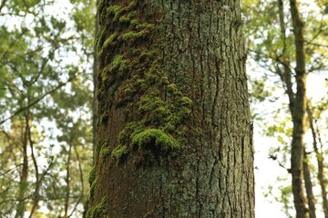 Obraz premium Trunk of a pine tree with mosses growing on its bark surface in the middle of forest, suitable for natural content background or wallpaper