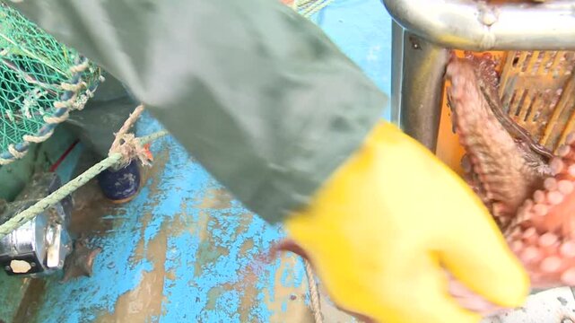 Korea fish trap fishing octopus crab eel rockfish seafood fishery ocean marine product 한국 통발 어업 문어잡이 게 문어 붕장어 우럭 해산물 수산물 바다 어장 어촌 수산업 생선 식재료