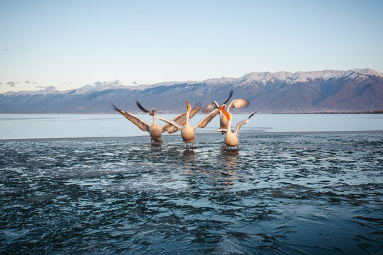 Dalmatian pelicans (Pelecanus crispus) feeding on the first forming ice at Lake Kerkini, Greece. Spectacular winter wildlife scene with Europe's largest freshwater birds displaying natural feeding beh