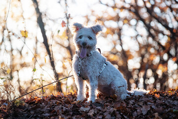 Obraz premium White pumi dog having fun on autumn field.