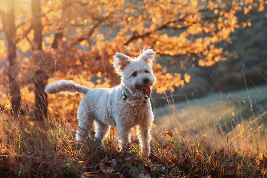 White pumi dog having fun on autumn field.