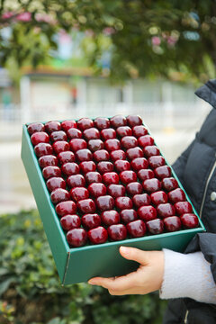 Fresh Cherries from Yantai Shandong in Display Box - Premium Chilean Import Fruit Comparable to Early Season Harvest