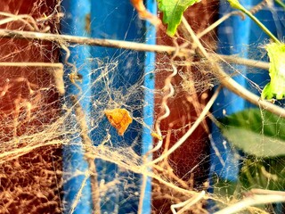 Intricate Spider Web with Dry Leaves and Vine Tendrils Close Up