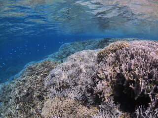西表島の水面に迫る浅瀬の珊瑚礁 © GritAI